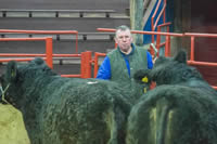 Galloways in the ring (2)